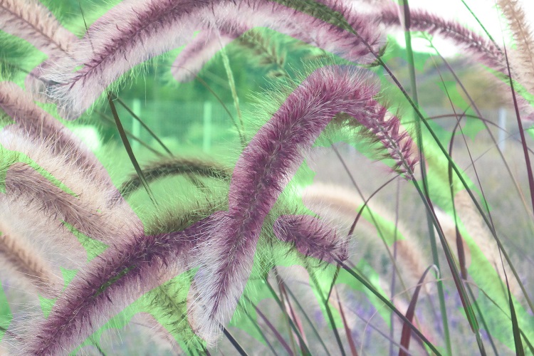 Pennisetum