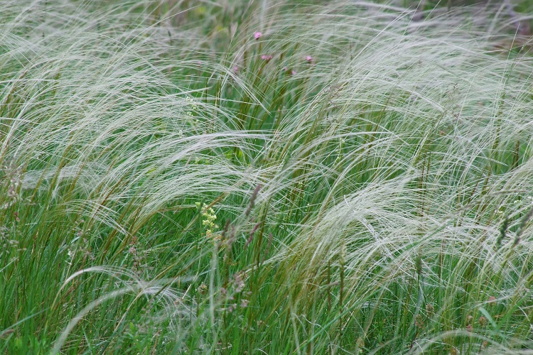 Stipa tenuissima