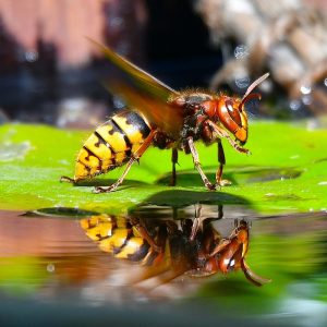 Vespe in giardino - Vespa crabro