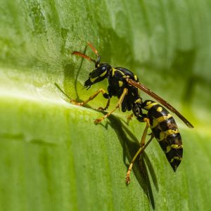 Vespe in giardino - Vespula vulgaris