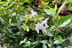 coltivare la Abelia floribunda