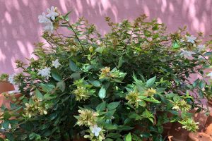 coltivare la Abelia floribunda