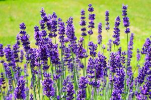 coltivare la lavanda - Lavandula angustifolia