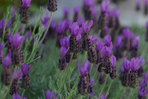 coltivare la lavanda - Lavandula stoechas