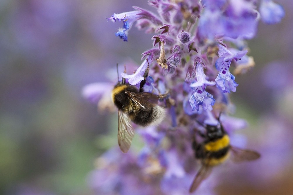 coltivare la nepeta