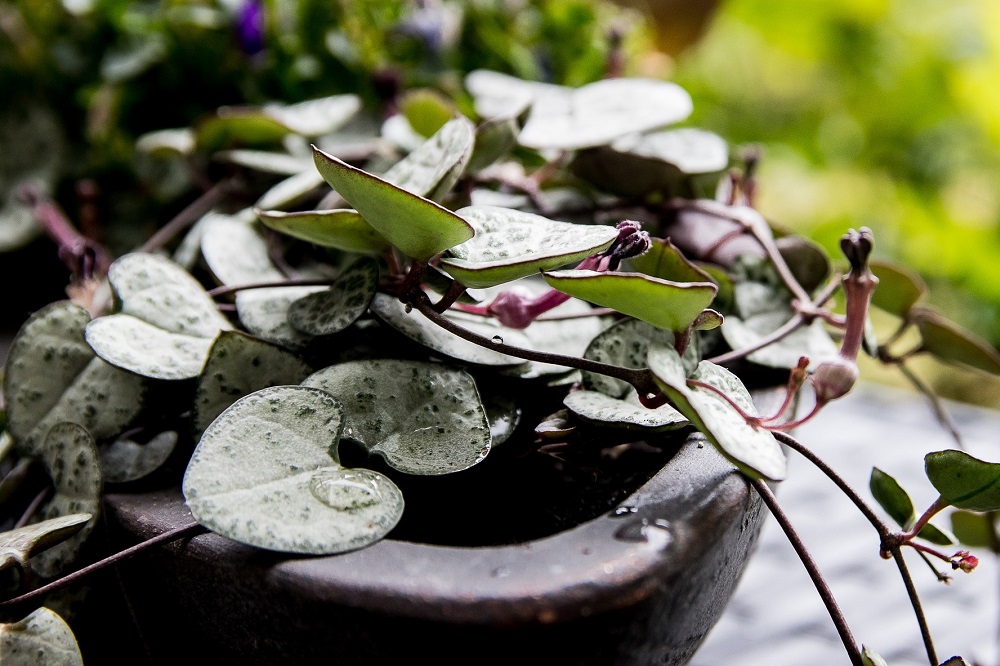come coltivare la CEROPEGIA