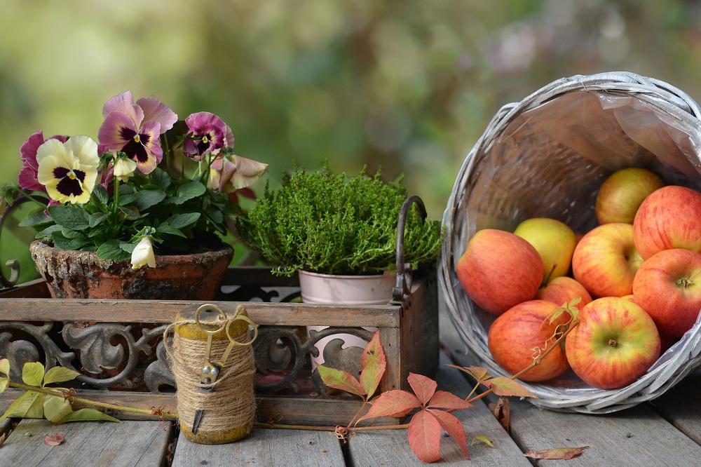 Piante per un balcone fiorito