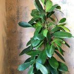coltivare il Ficus cyathistipula