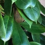 coltivare il Ficus cyathistipula