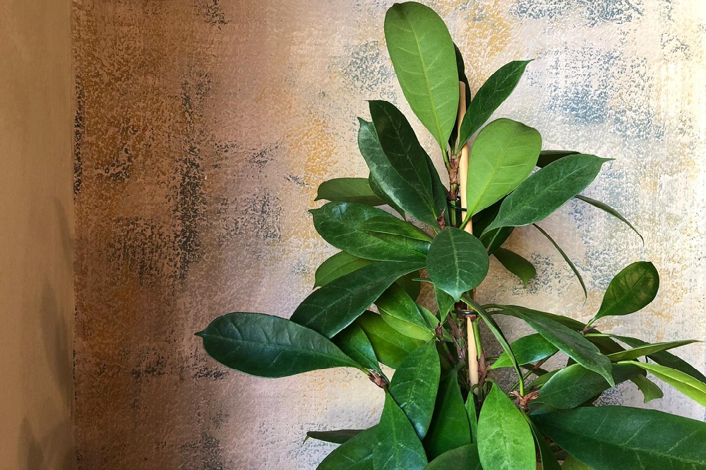 coltivare il Ficus cyathistipula