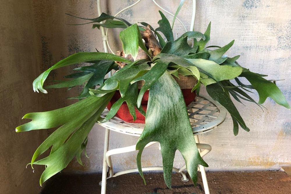 coltivare il Platycerium
