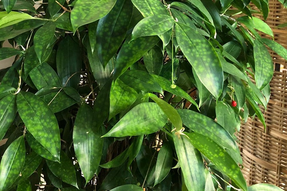 coltivare la Dracena surculosa