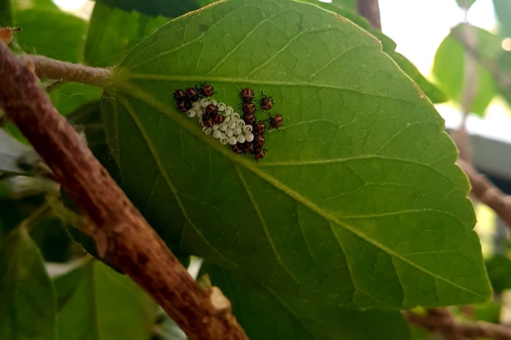 Cimice asiatica sulle piante ornamentali
