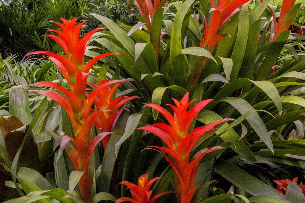 coltivare la Bromelia