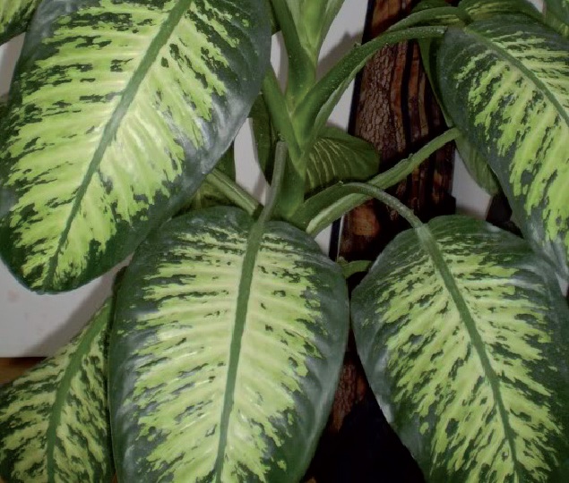 coltivare la Dieffenbachia