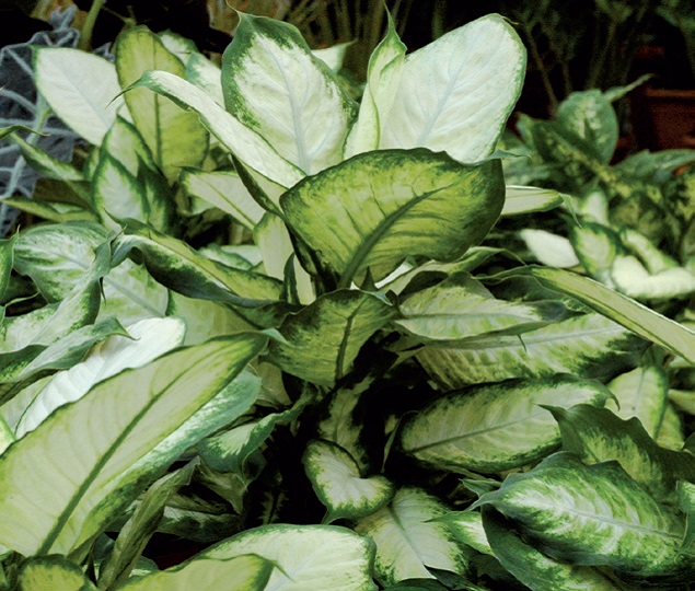 coltivare la Dieffenbachia