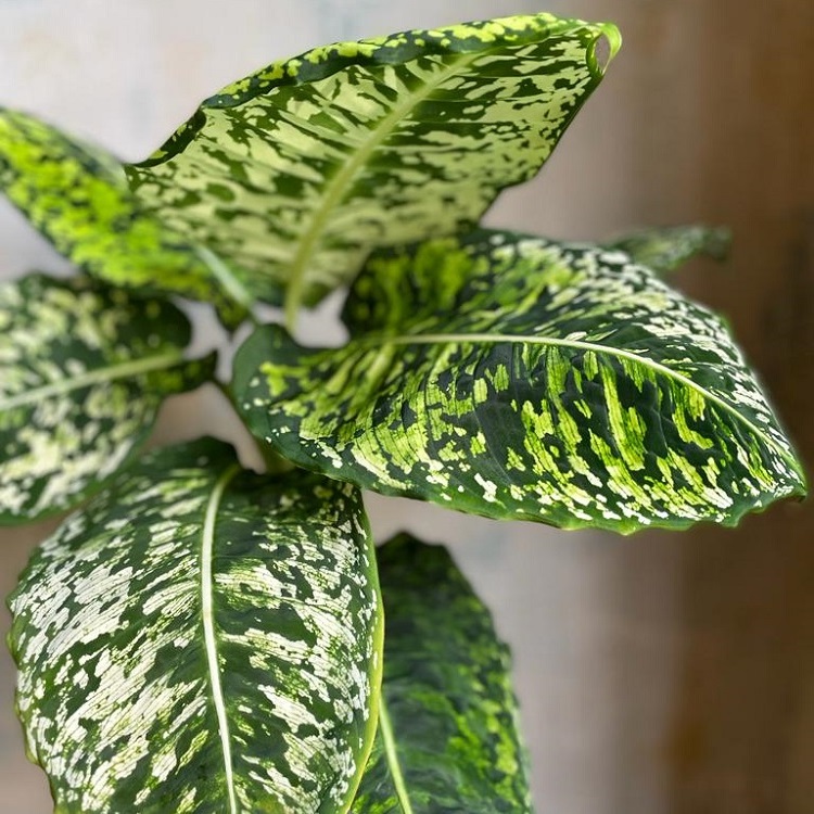 coltivare la Dieffenbachia