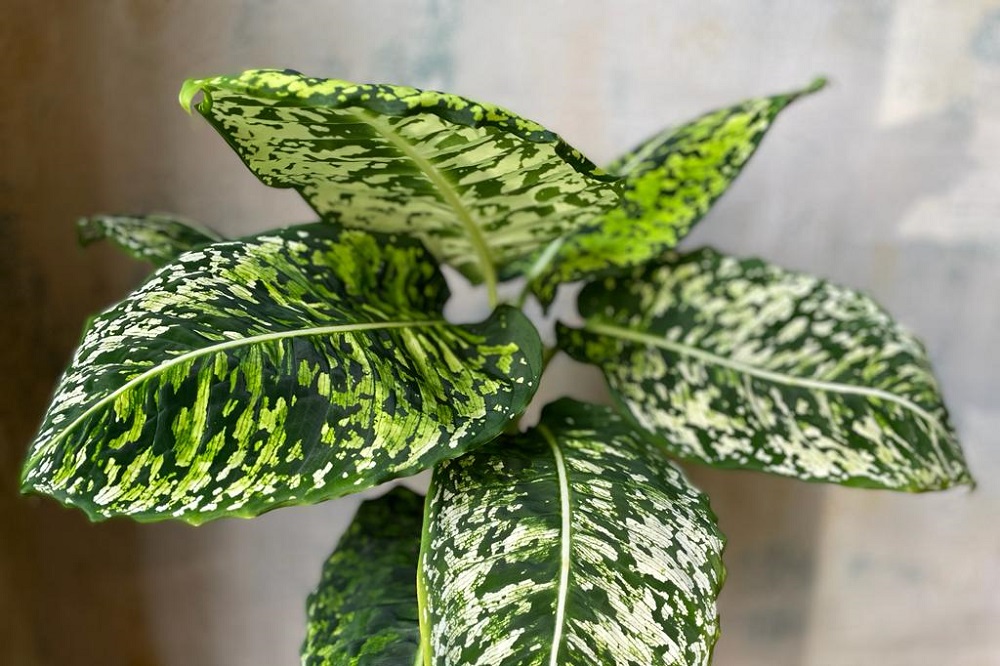 coltivare la Dieffenbachia