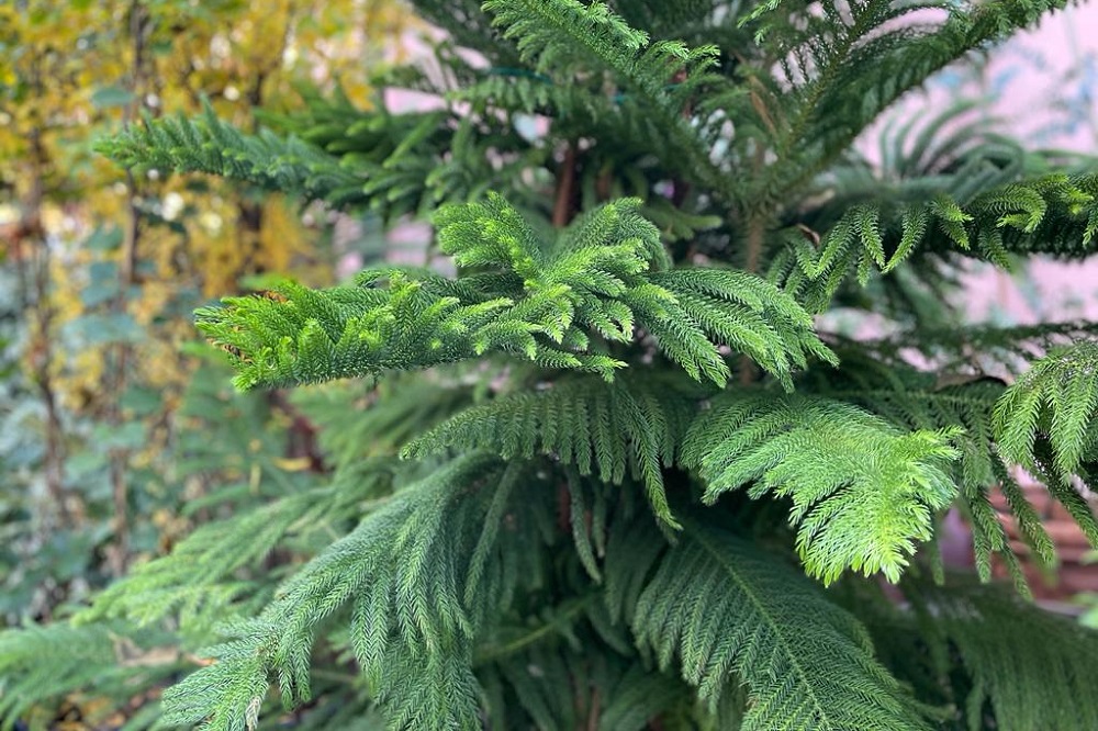 coltivare una Araucaria
