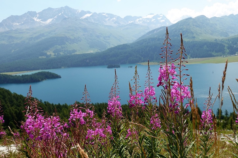 piante per un giardino in montagna