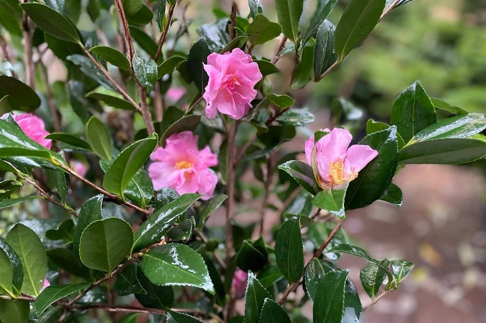 coltivare la Camelia sasanqua