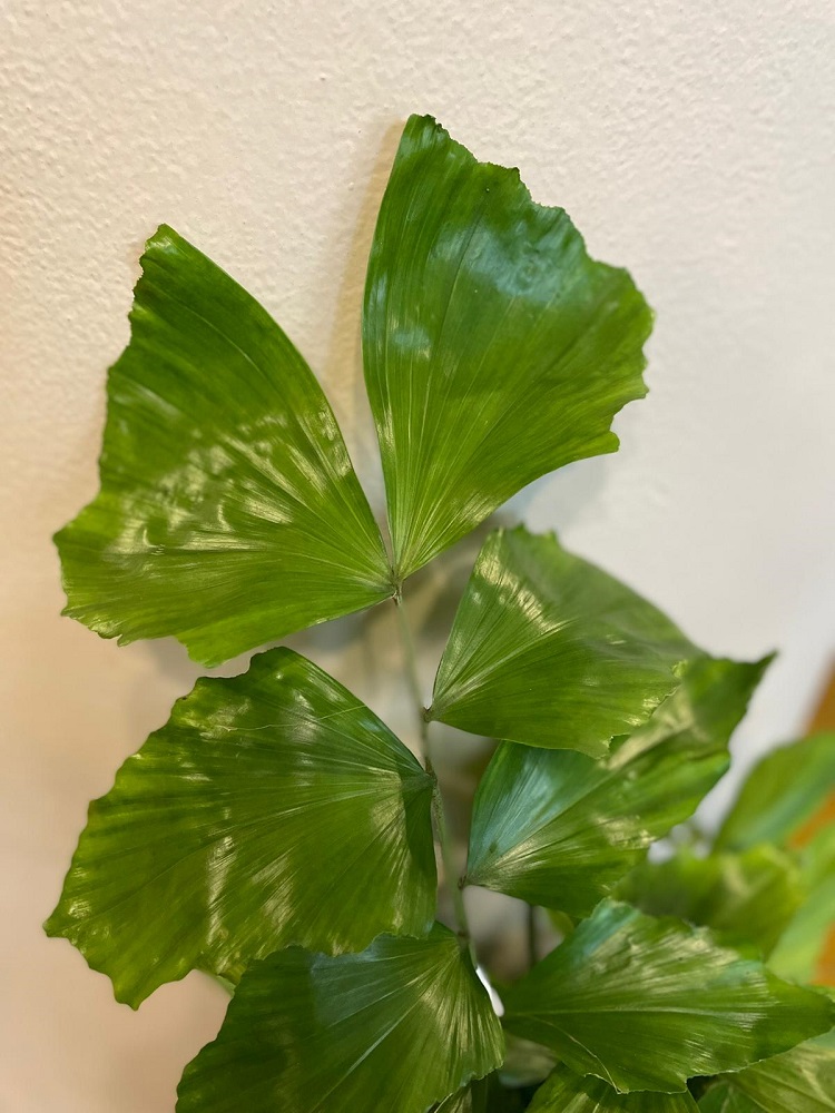 coltivare la Caryota mitis