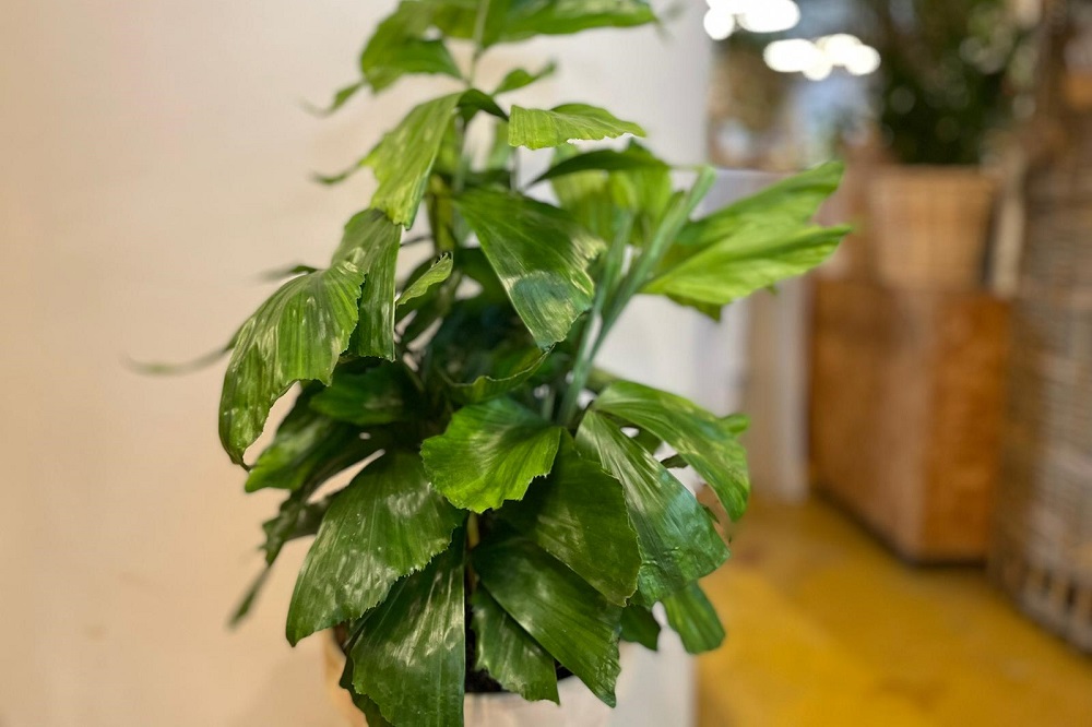 coltivare la Caryota mitis