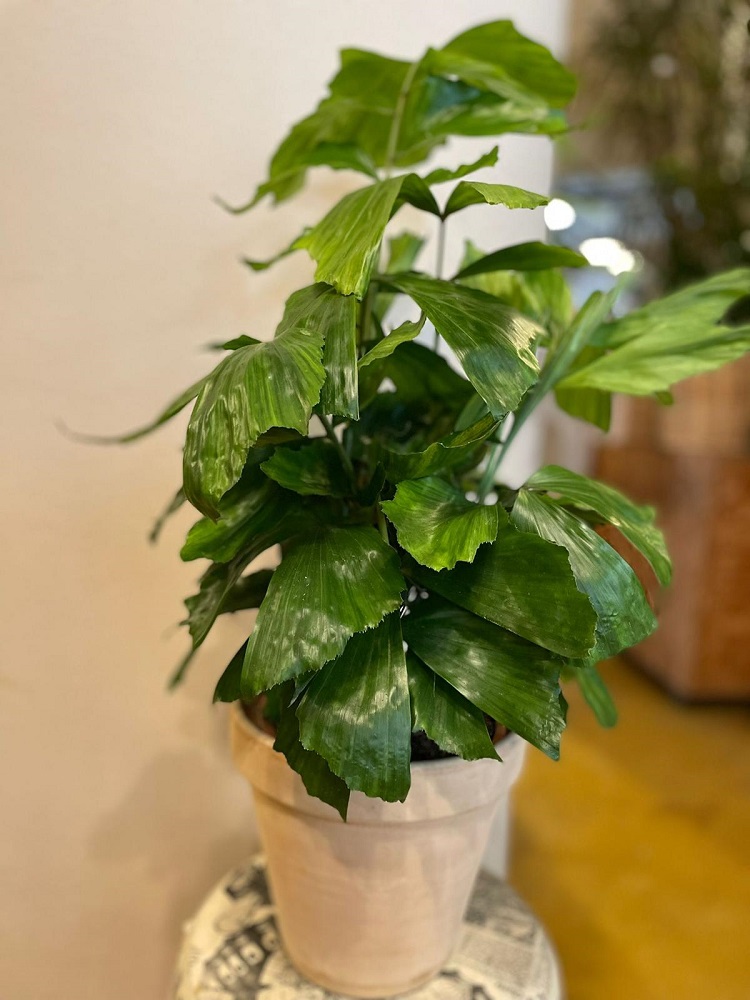 coltivare la Caryota mitis