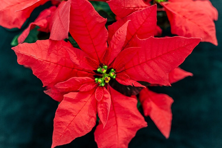 coltivare la stella di natale