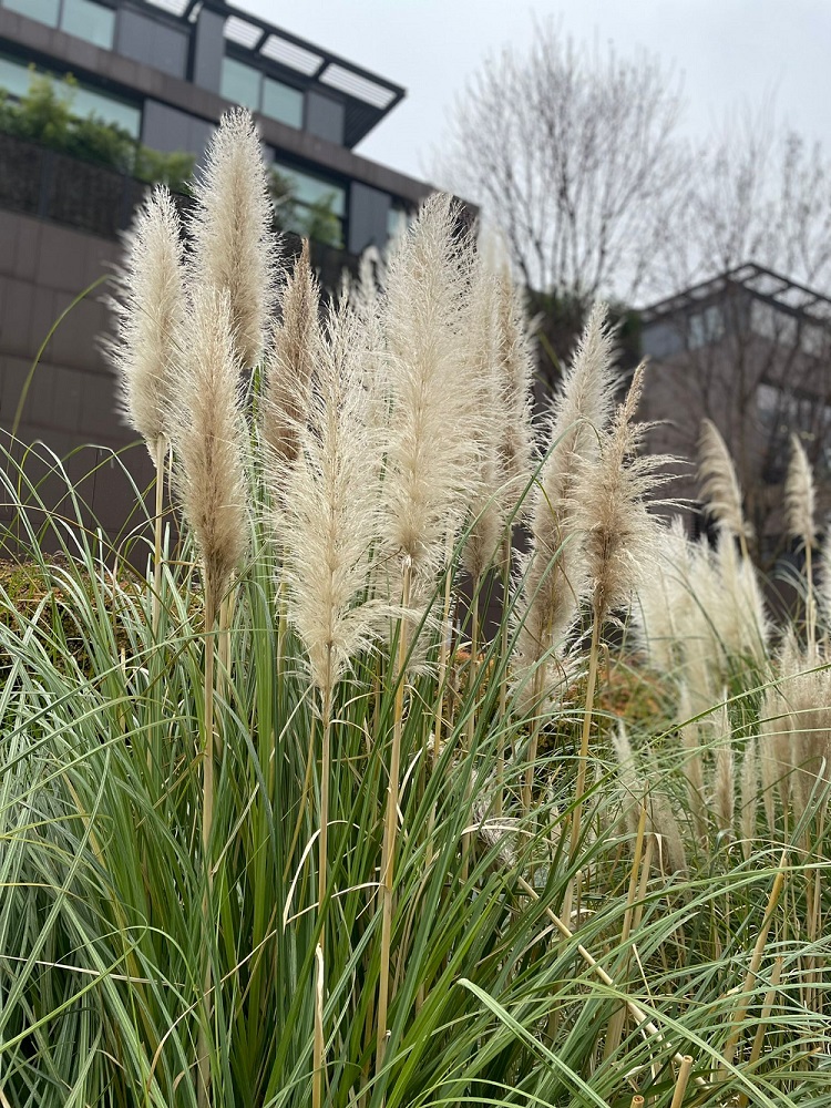 coltivare la Cortaderia selloana