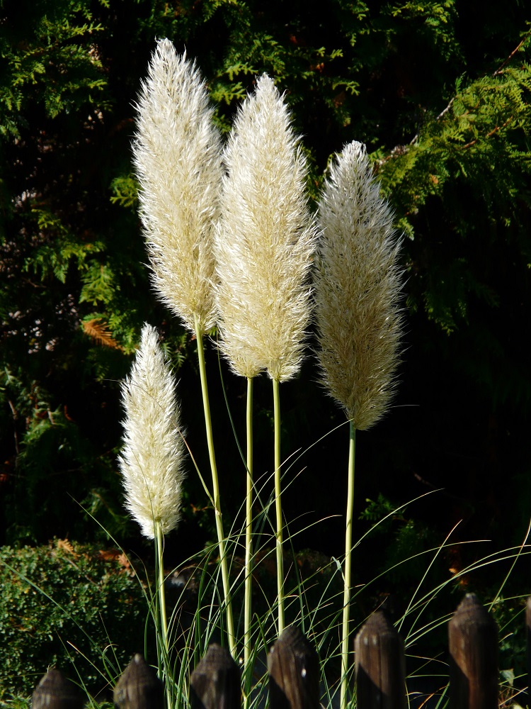 coltivare la Cortaderia selloana