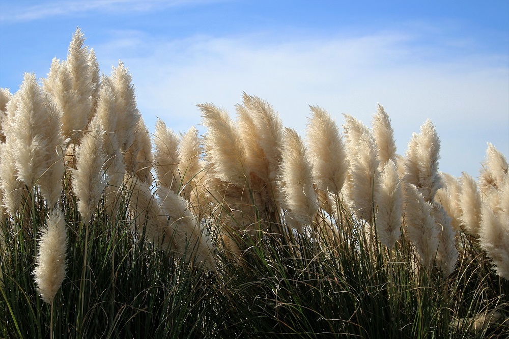 coltivare la Cortaderia selloana