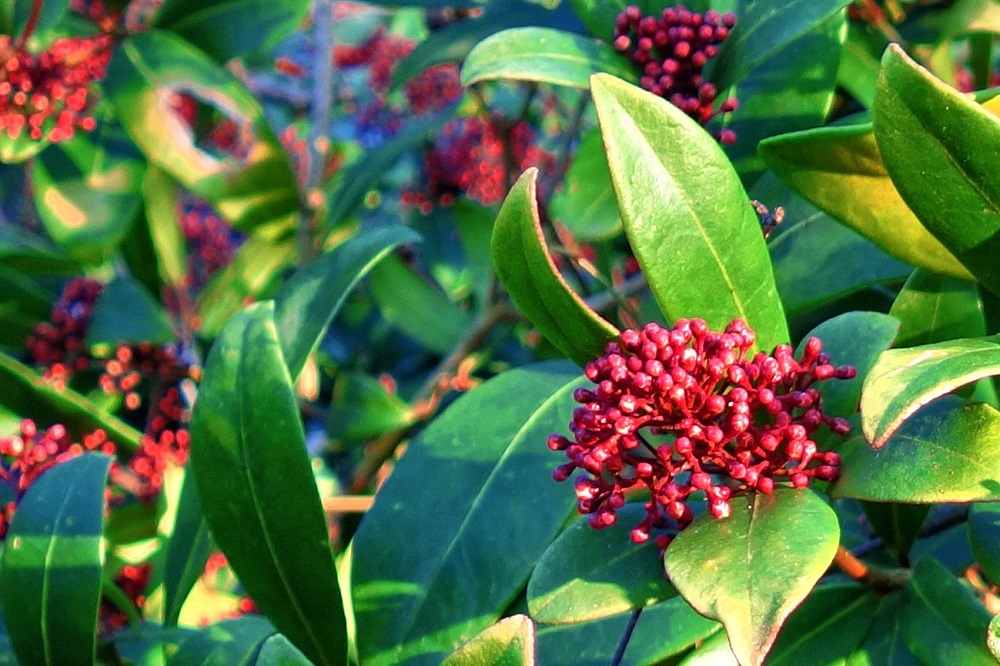 coltivare la Skimmia