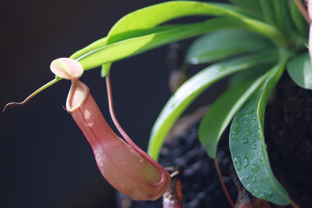 Come coltivare la Nepenthes