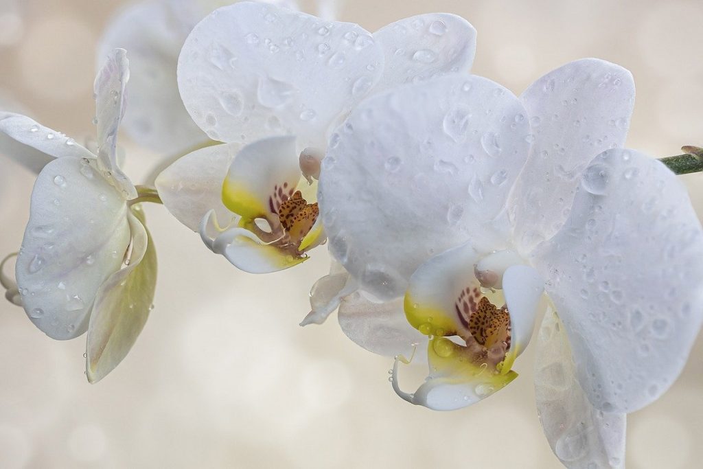 Come irrigare le Orchidee
