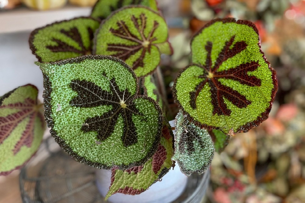 coltivare la Begonia Masoniana