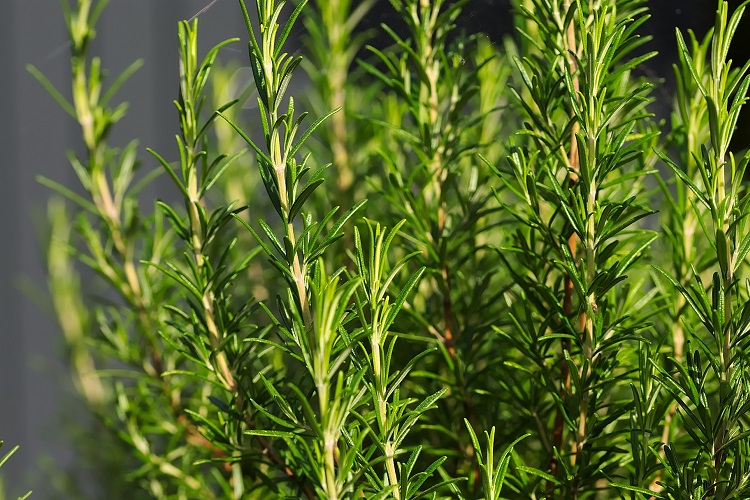 coltivare le erbe aromatiche - Rosmarino eretto