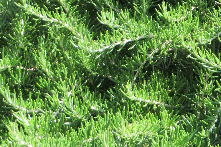 coltivare le erbe aromatiche - Rosmarino prostrato
