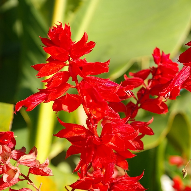 coltivare le erbe aromatiche - Salvia splendens