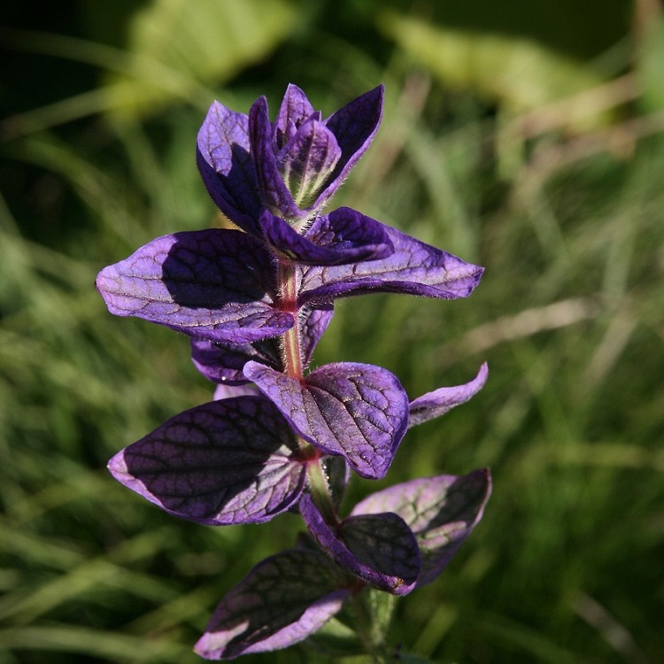 coltivare le erbe aromatiche - Salvia viridis