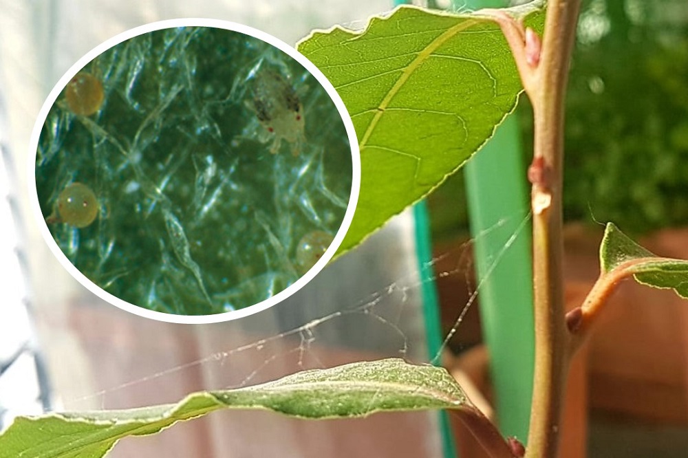 eliminare i ragnetti gialli dalle piante