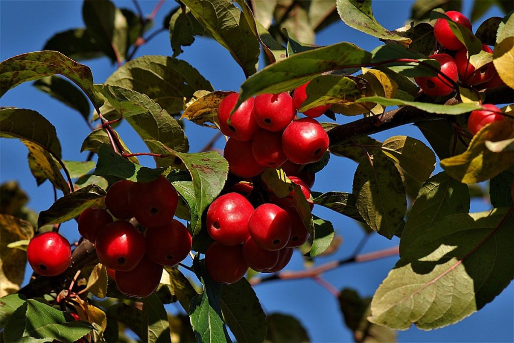 coltivare il Melo da fiore