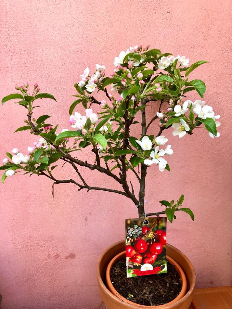 coltivare il Melo da fiore