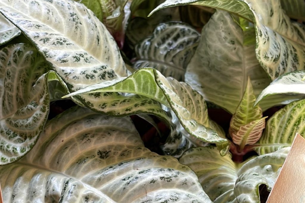 coltivare la Aphelandra