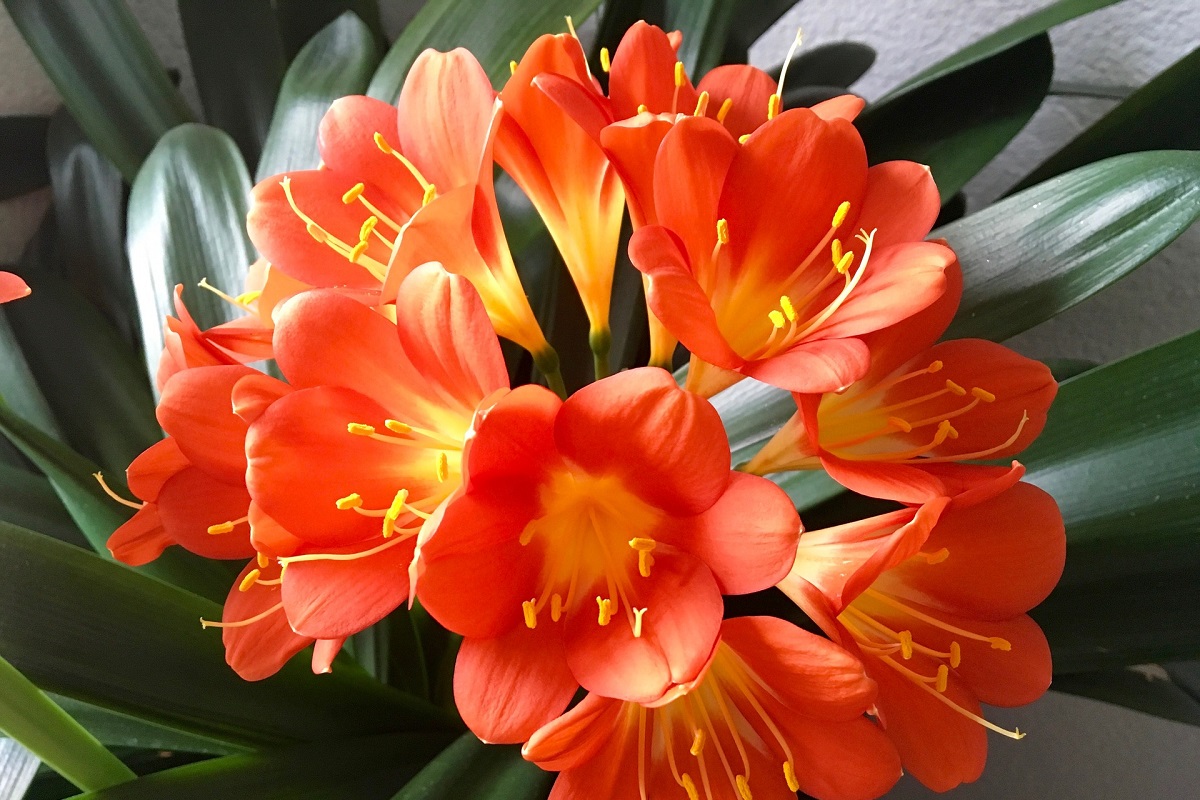 coltivare la clivia