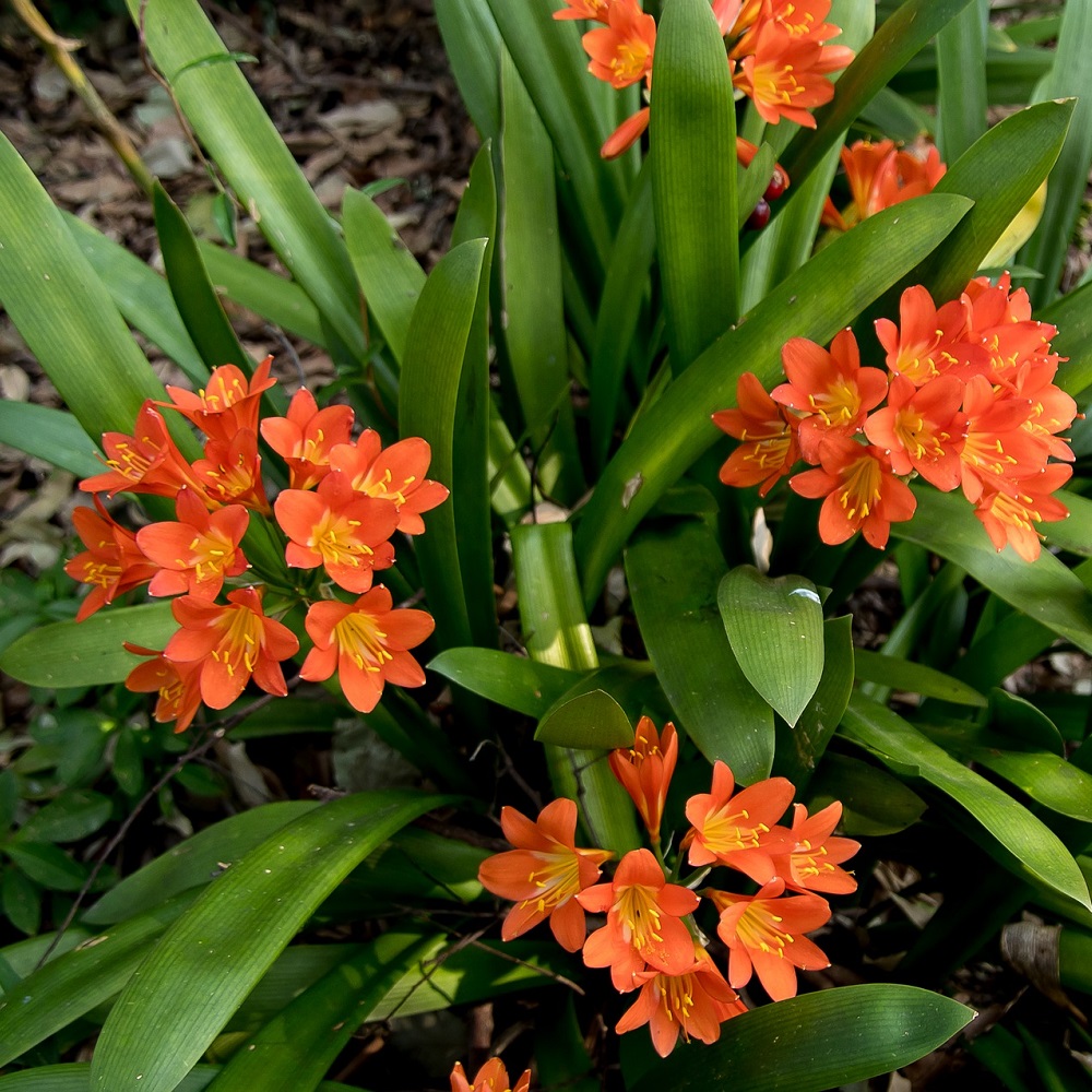 coltivare la clivia