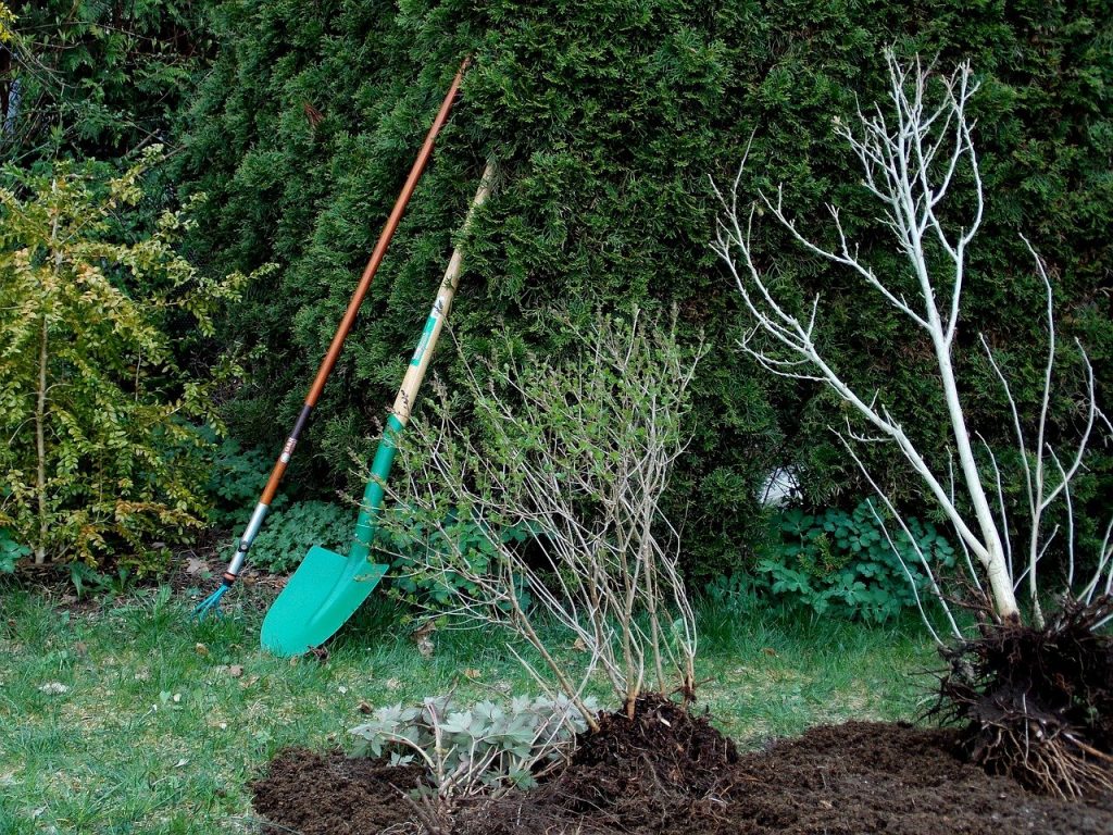 piantare un arbusto in giardino