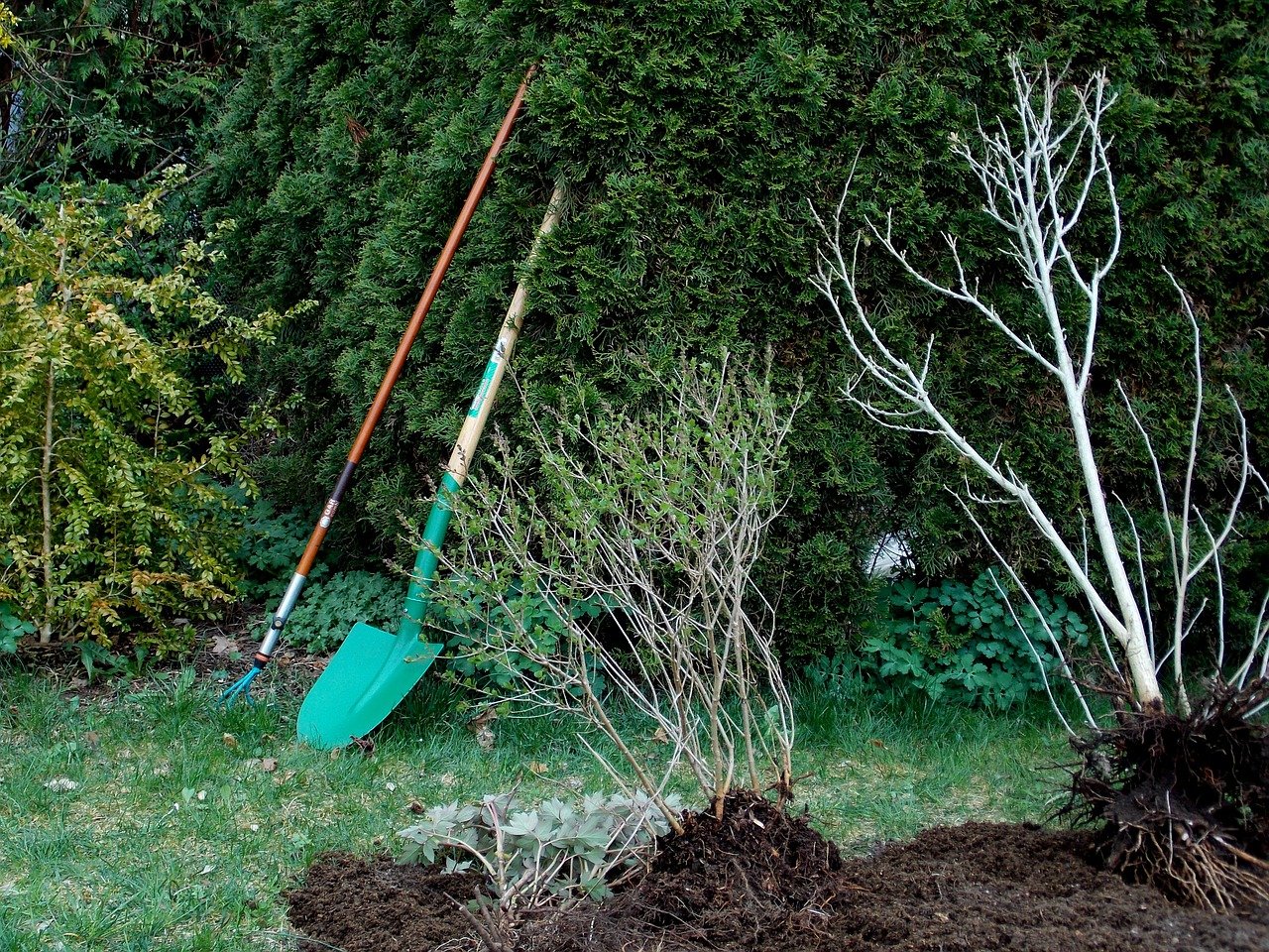 piantare un arbusto in giardino