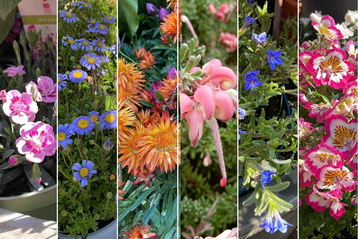 piante per una primavera fiorita