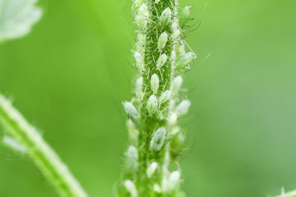 Afidi sulle piante orticole
